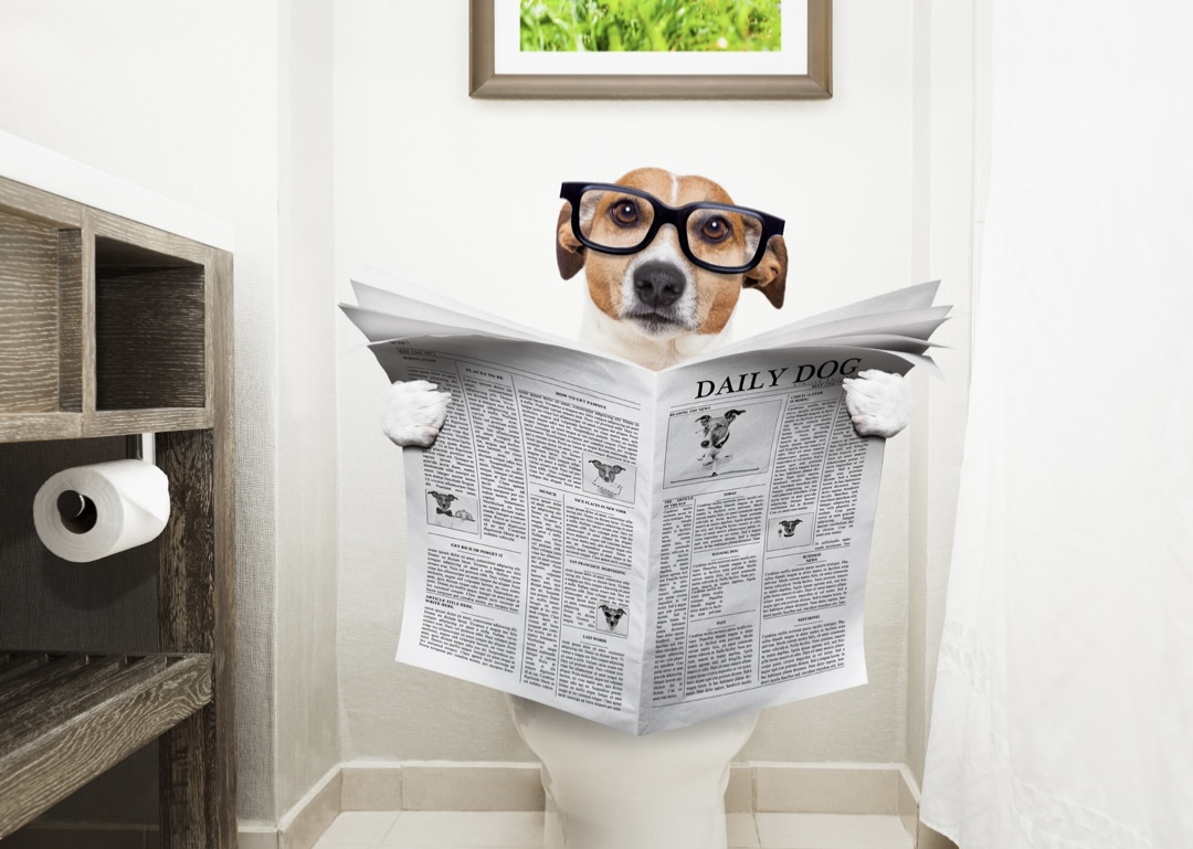 犬がトイレに座っている写真