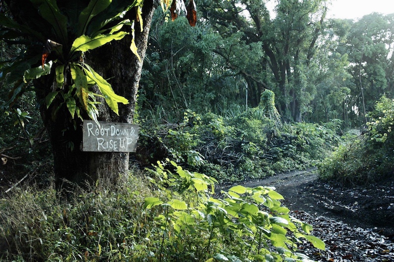 ジャングルの中の看板