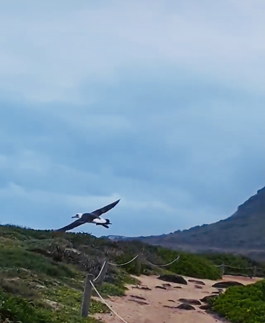 コアホウドリが飛んでいる写真