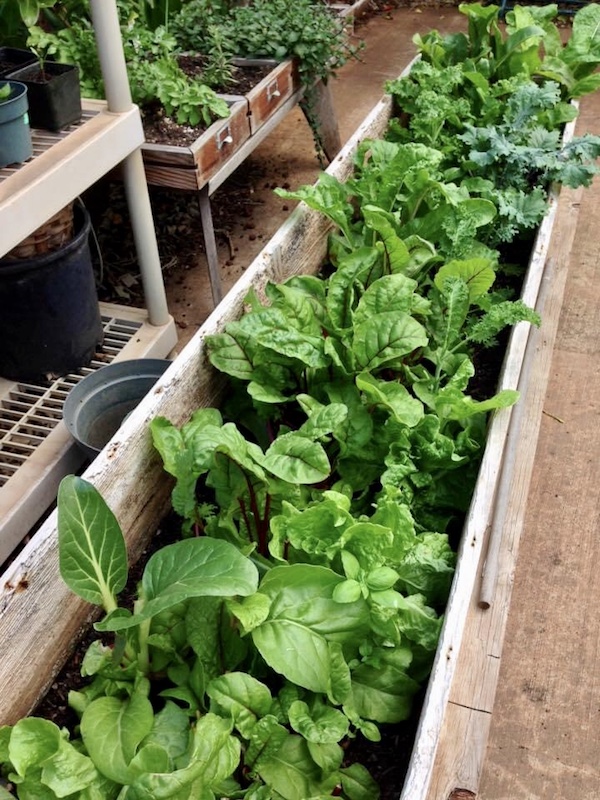 青々と育つ家庭菜園の野菜たち