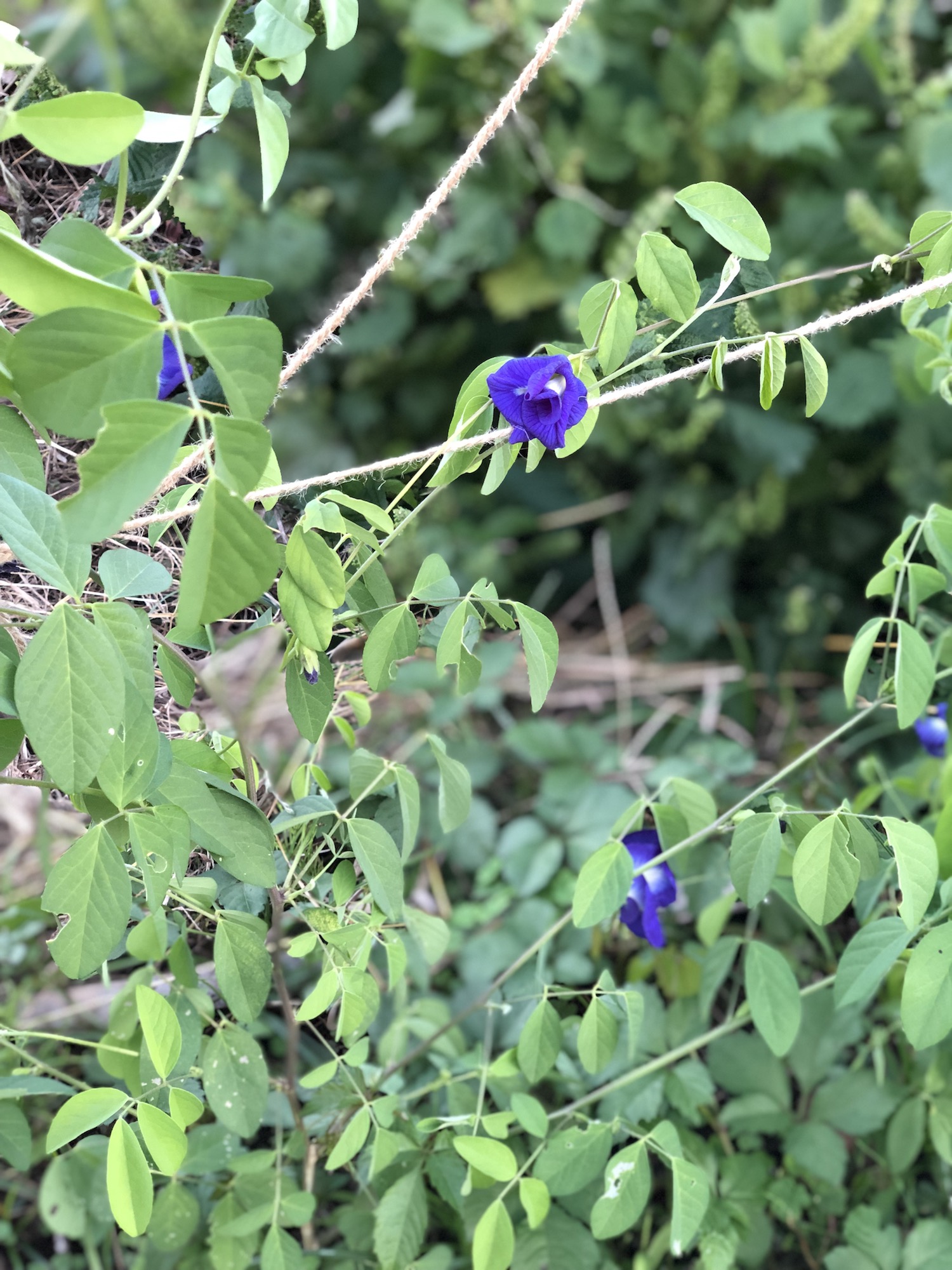 バタフライピーの花