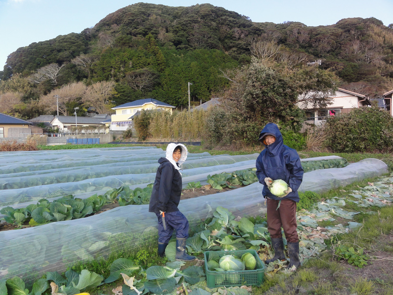 南房総ファームのキャベツ畑