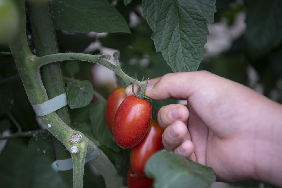 トマト収穫の瞬間