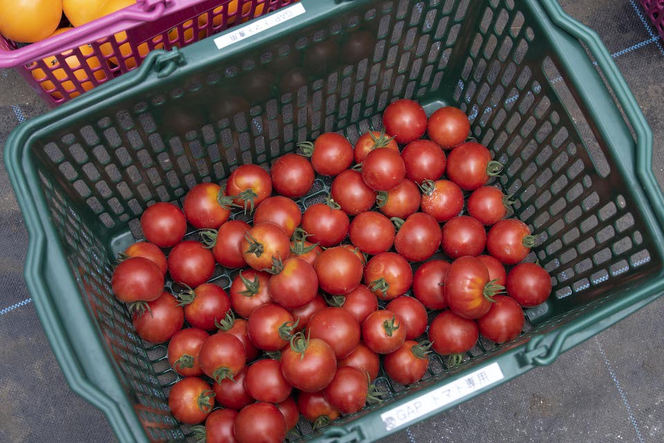 収穫されたトマトその３