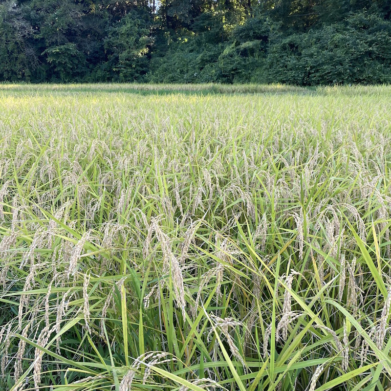 手紙とムービーで綴るおいしい畑探訪だより-染谷農園の田んぼ