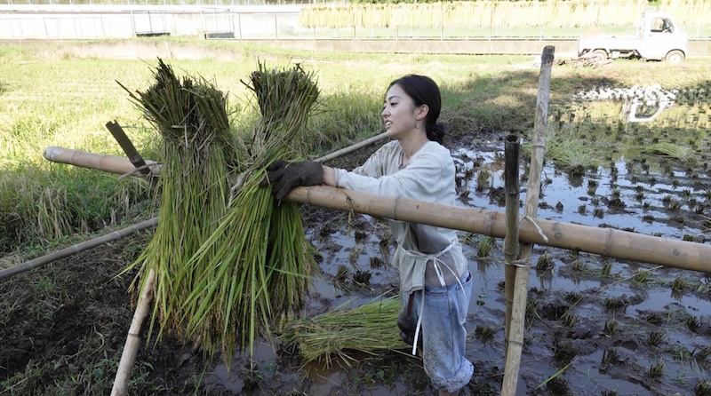 手紙とムービーで綴るおいしい畑探訪だより-千夏さんが稲を干している様子