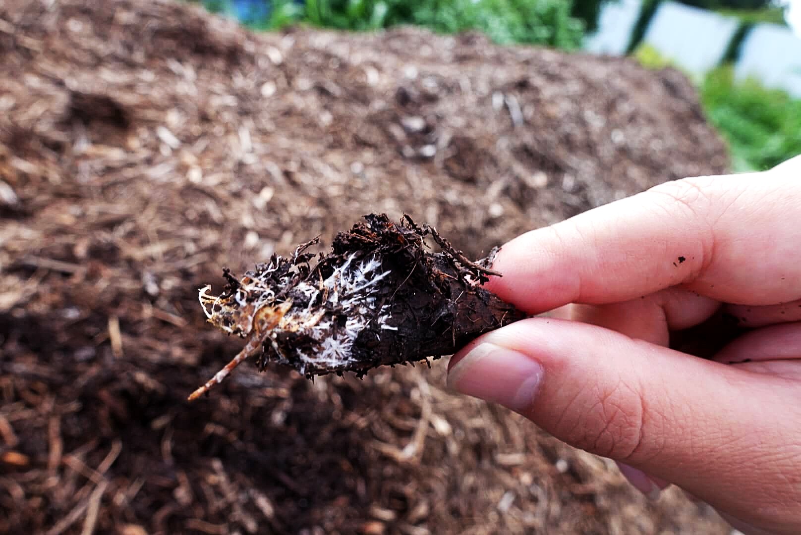 茅ヶ崎どっこいファーム 糸状菌