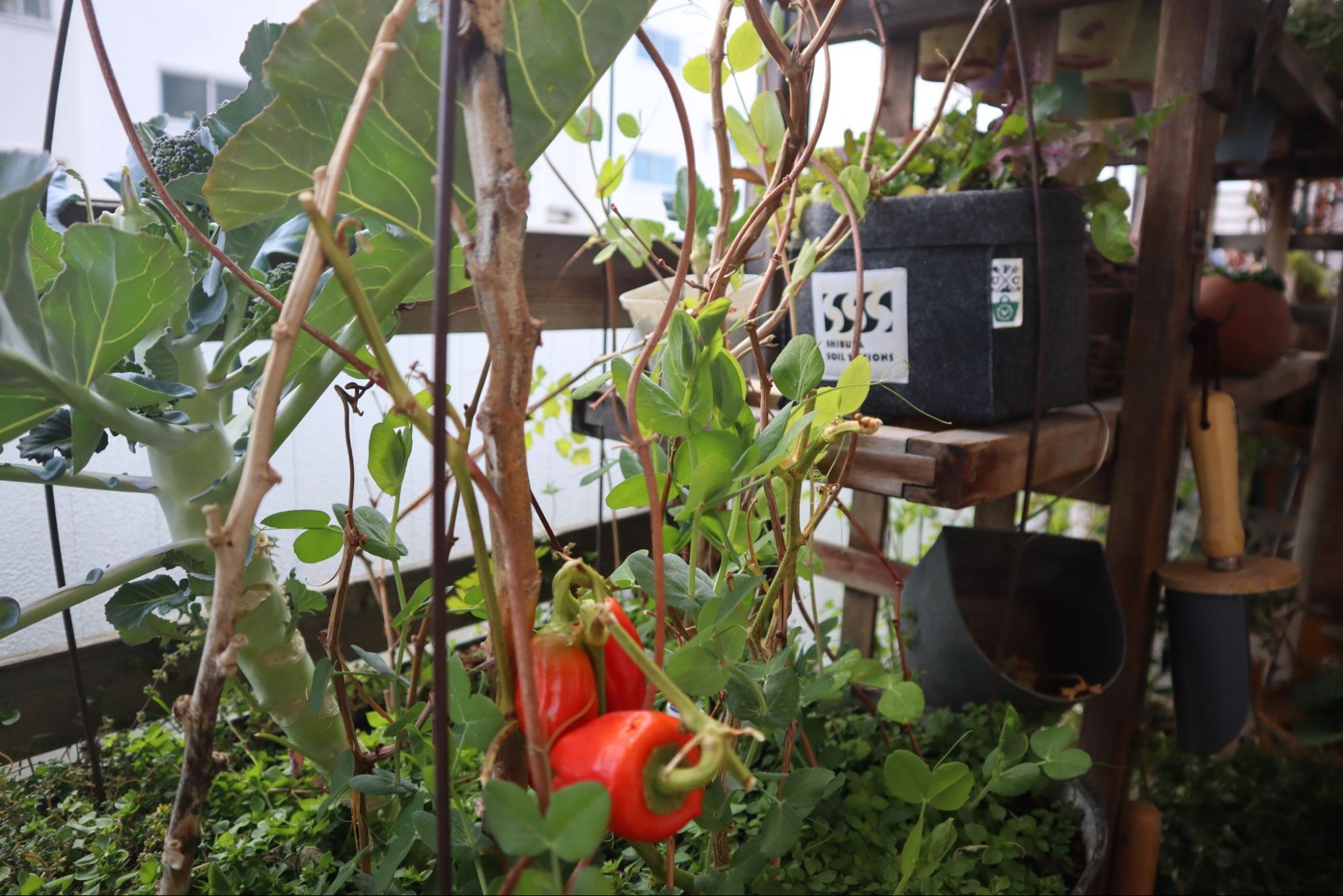 何年も脇芽が育つブロッコリー
