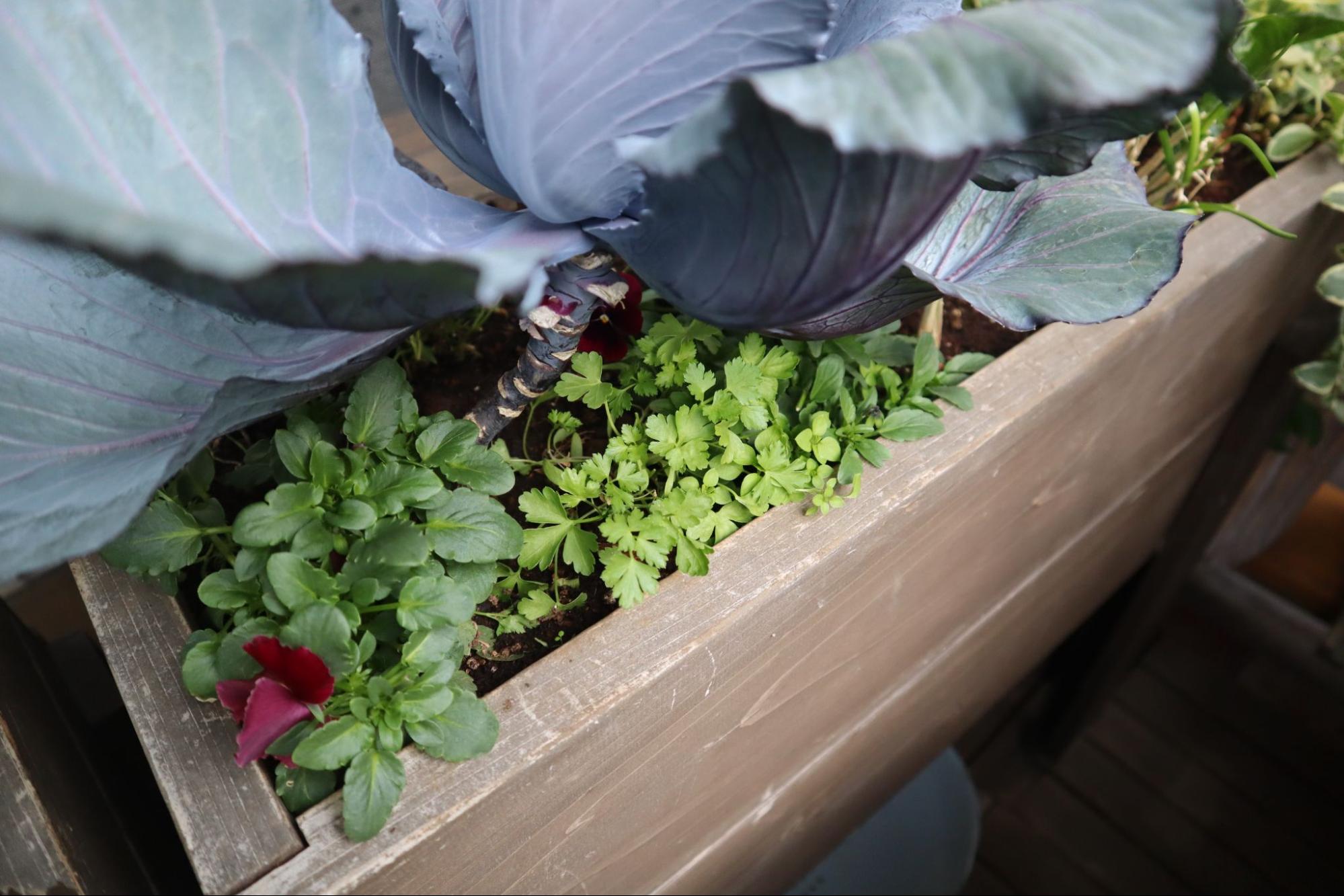 多種多様な植物が育つコンテナ