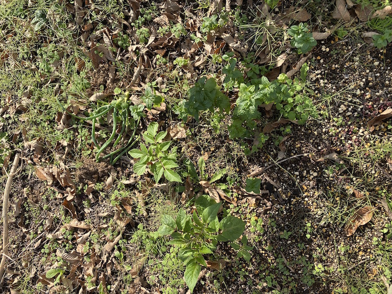 さまざまな種類の野菜が共存している広場