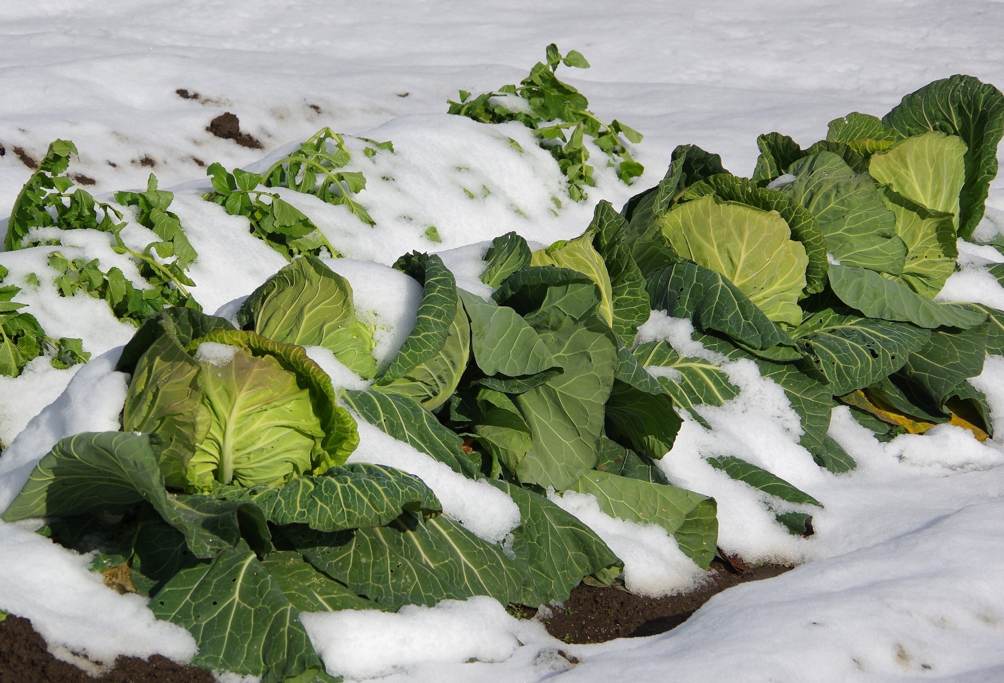 雪下野菜